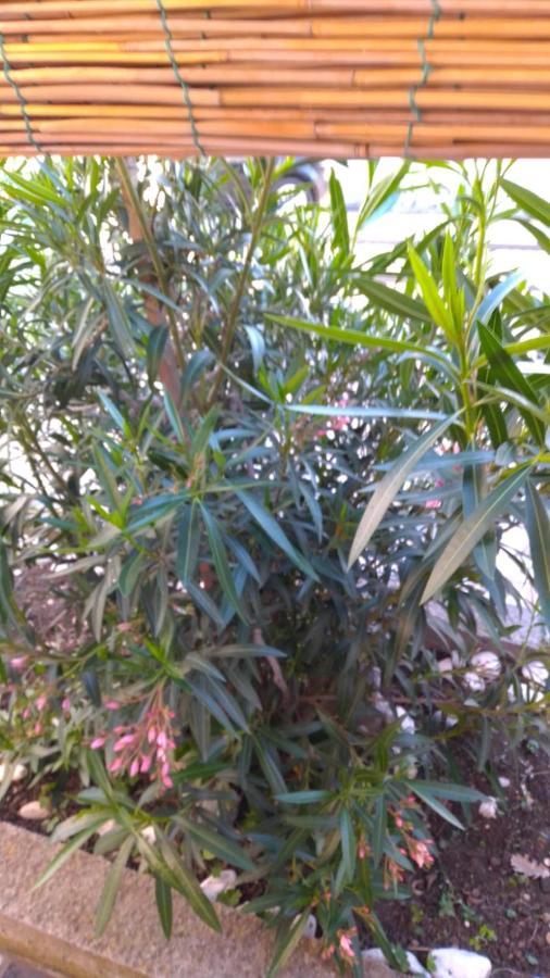 נובי ווינודולסקי Holiday Home Domi מראה חיצוני תמונה